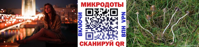 где продают   Оренбург  Галлюциногенные грибы Psilocybine cubensis 